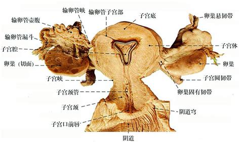 女人身體|女性生殖结构：